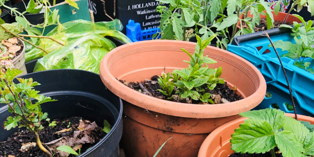 Some of the plants that were donated by Harvest @ Home