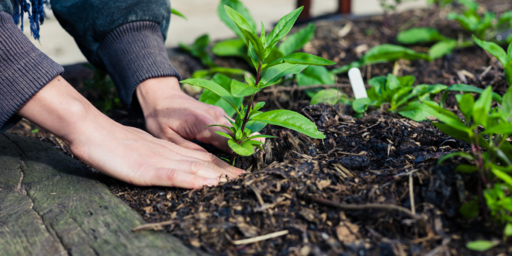 person plating in a garden