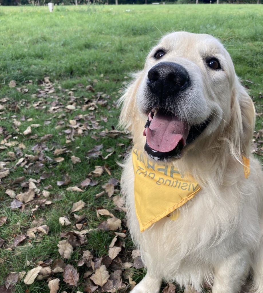 Sam the golden retriever