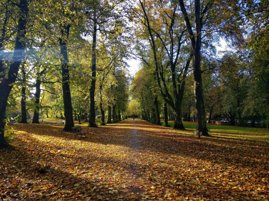 woods in autumn