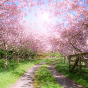 A photo of a country track curving round to the right with pink cherry blossom trees bordering it. 