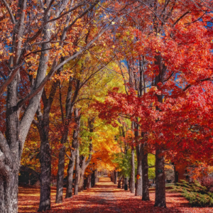 A photo of a straight path through a wood with trees lining the path in autumnal colours