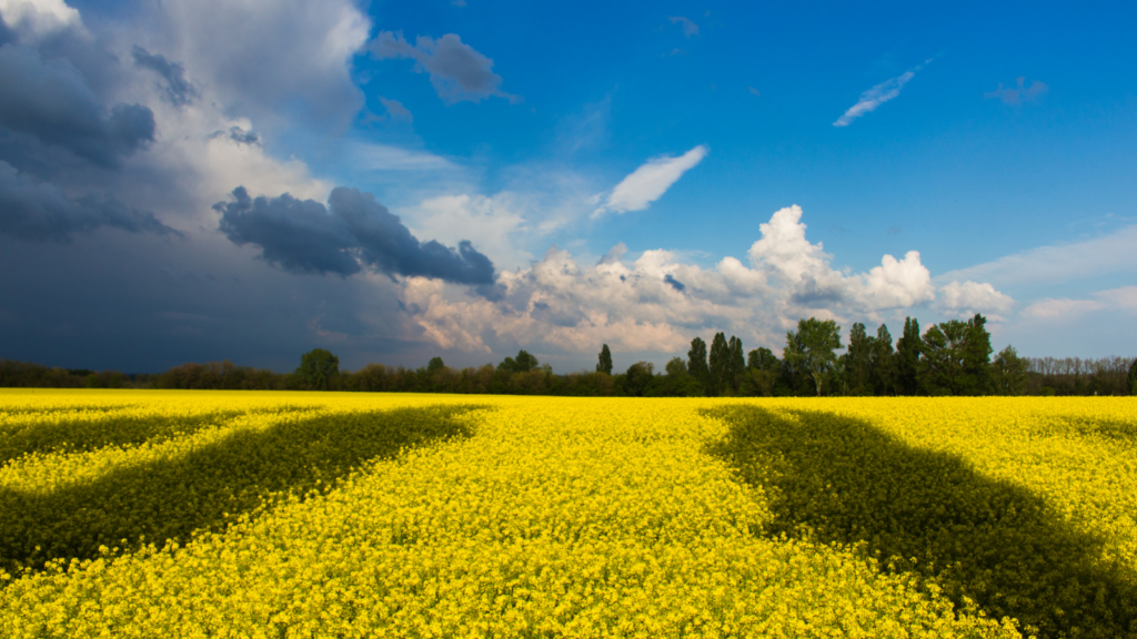 Support for mental health during the Ukraine conflict